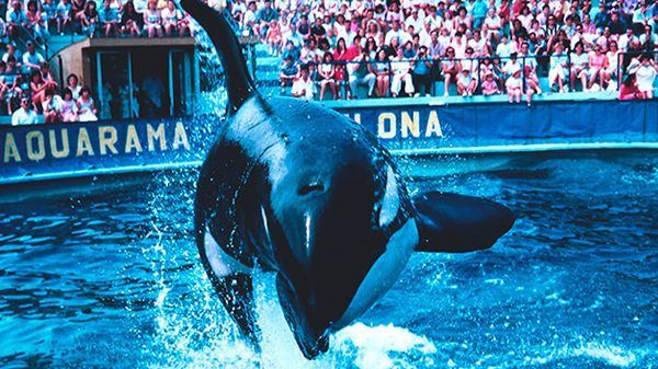 'Ulisses', la historia de la estrella del Zoo de Barcelona y su entrenador arrepentido 1 'Ulisses', la historia de la estrella del Zoo de Barcelona y su entrenador arrepentido 1