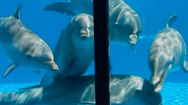 ¿Qué le pasó al rey de los delfines?: La maldición de la vieja escuela 1 El rey de los delfines