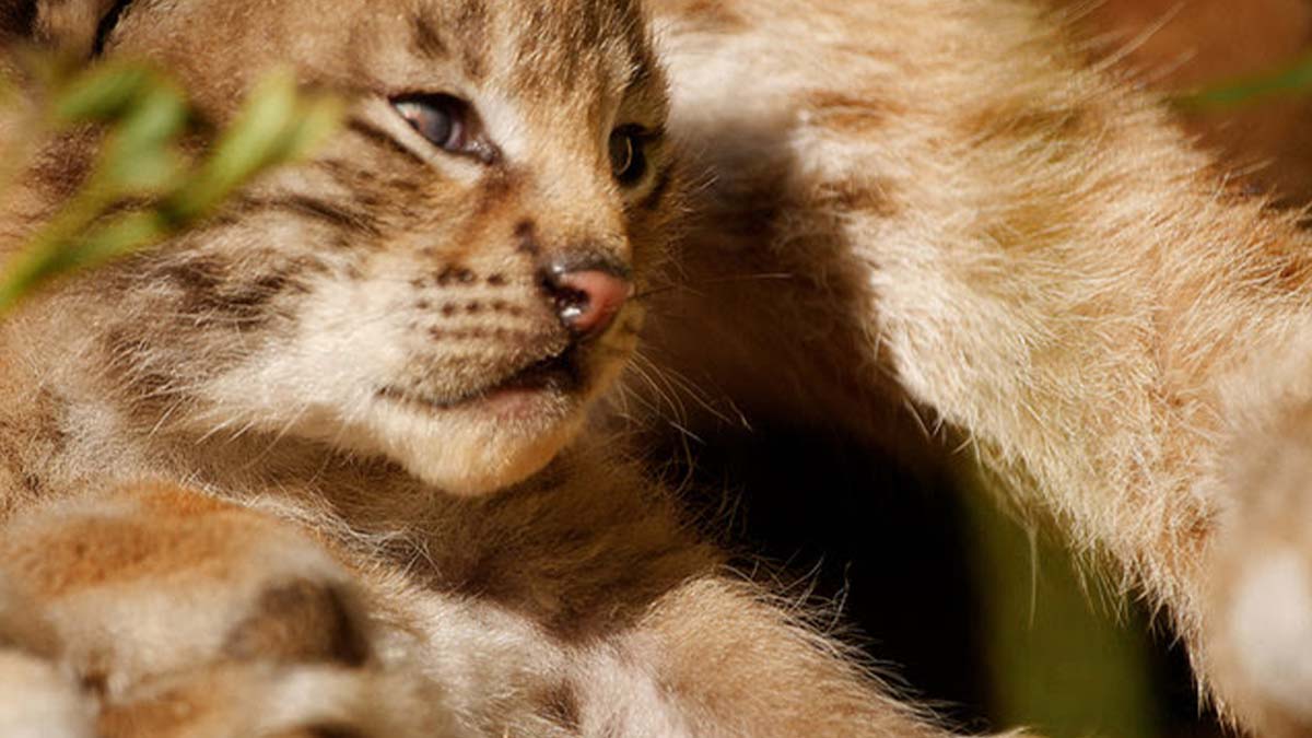 'Lincessa. Los silencios del bosque', una fábula sobre el lince boreal y la protección de los bosques 1 Lincessa. Los silencios del bosque