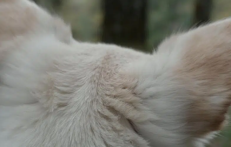 <strong>Salvaxe, salvaxe</strong>: Un poema audiovisual sobre la relación de los humanos con la naturaleza 1