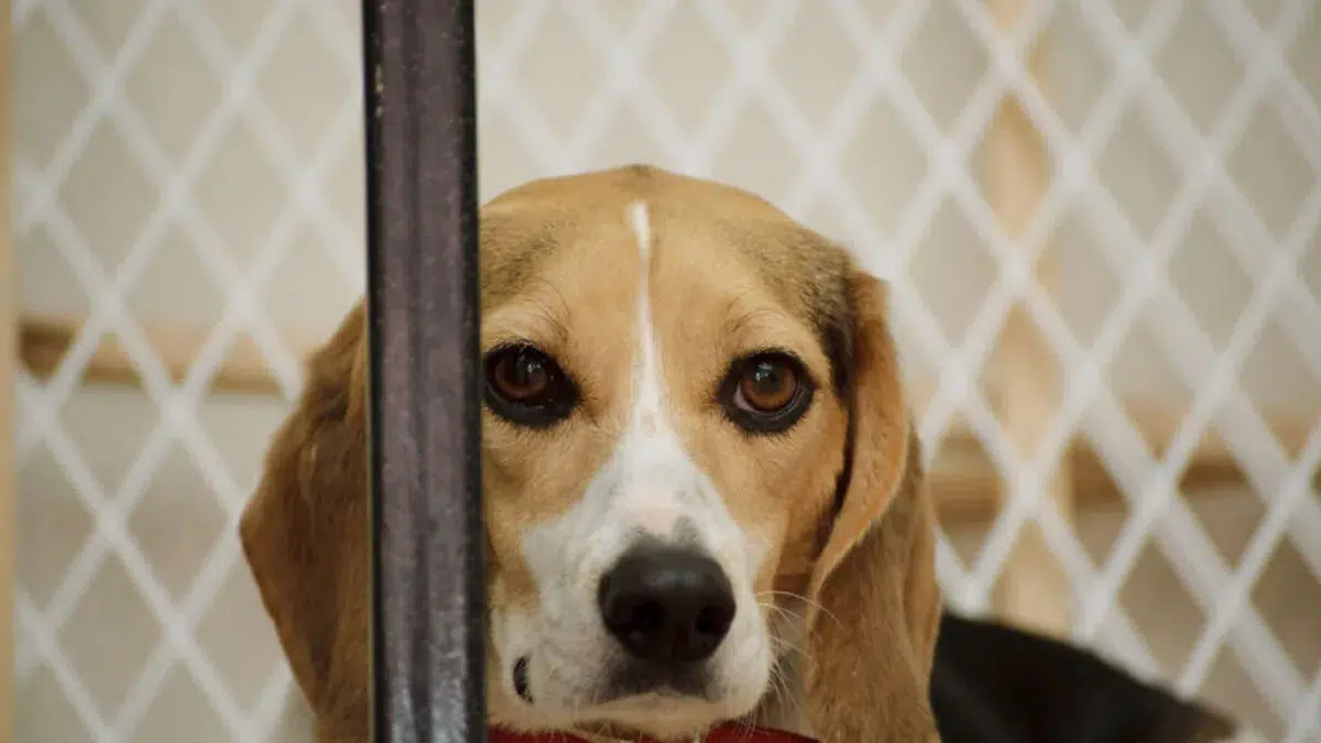 Un documental expondrá la "cruda realidad" de la experimentación animal 1 Un documental expondrá la "cruda realidad" de la experimentación animal 1