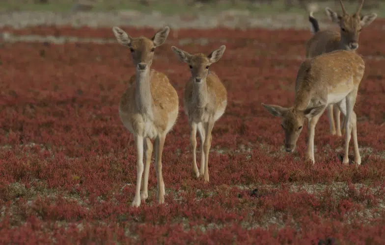 Crítica de Doñana documental