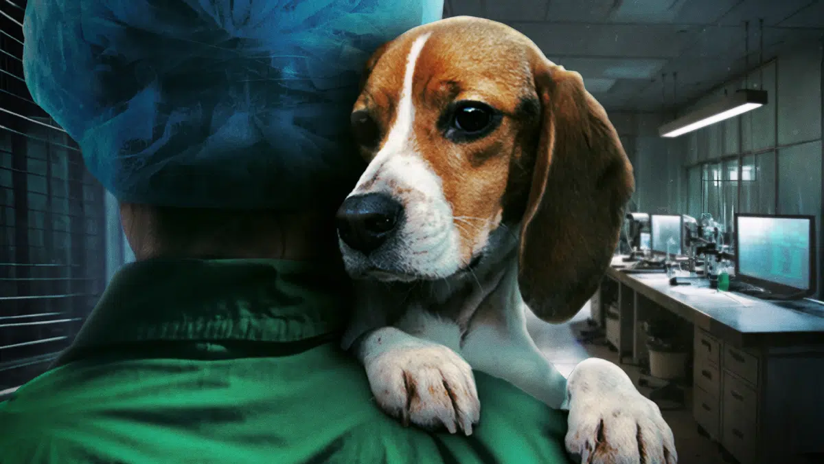 Tráiler de 'Infiltrada en el búnker', la mayor investigación sobre maltrato animal en laboratorios farmacéuticos 1 Infiltrada en el búnker