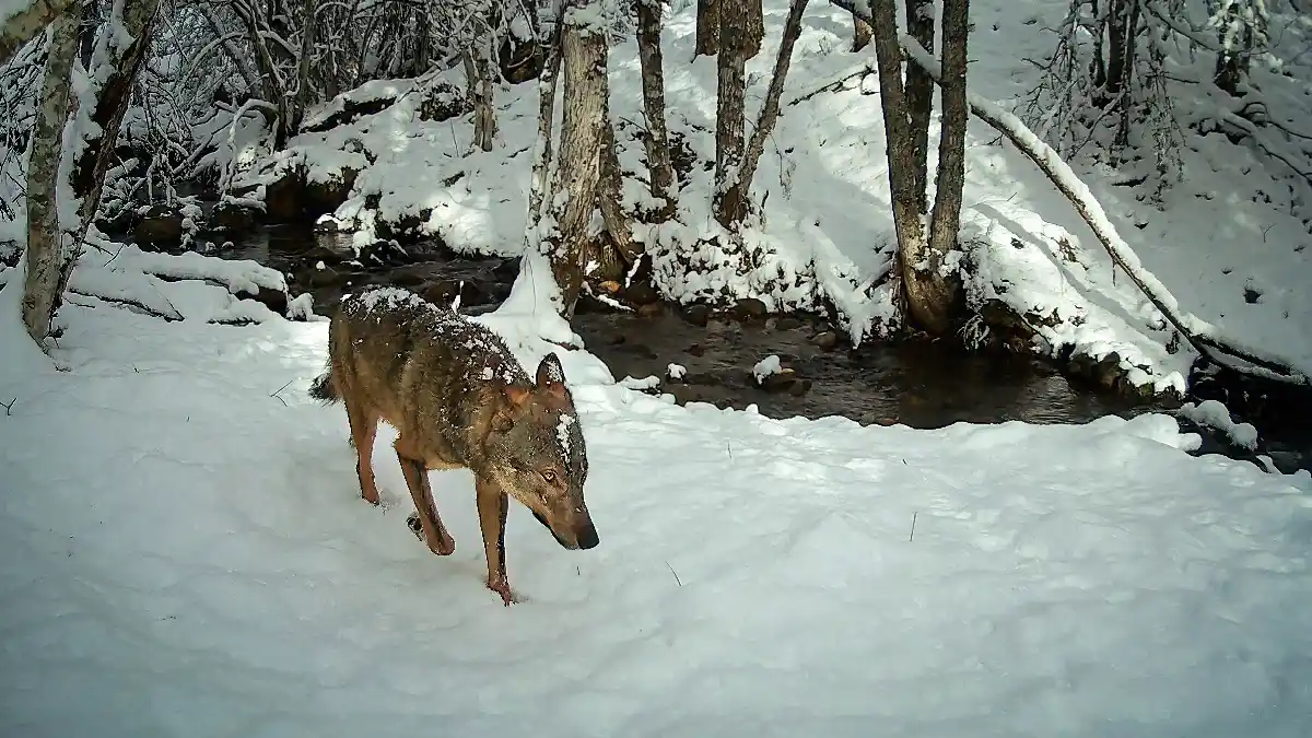 'Durmiendo con lobos', un viaje padre e hija tras las huellas del lobo ibérico 2 'Durmiendo con lobos', un viaje padre e hija tras las huellas del lobo ibérico 2