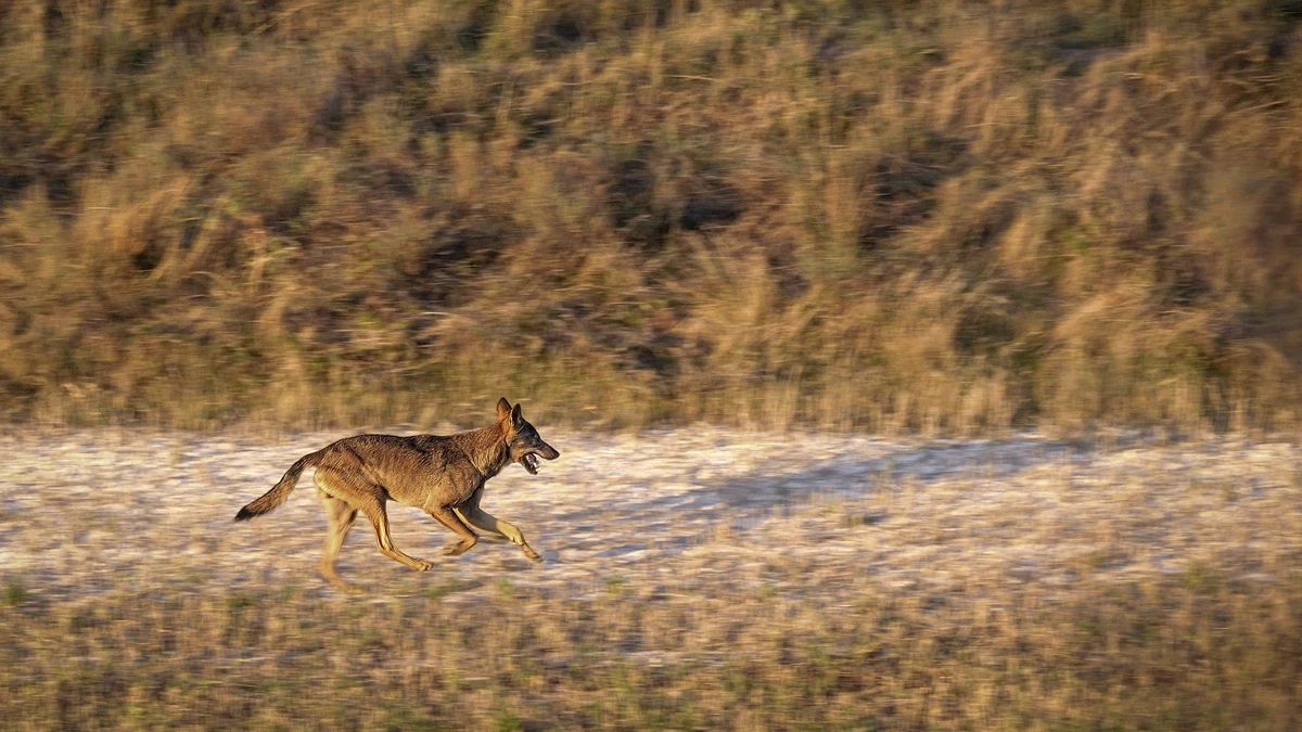 'Durmiendo con lobos', un documental contra la "leyenda negra" del lobo rodado entre padre e hija 2 'Durmiendo con lobos', un documental contra la "leyenda negra" del lobo rodado entre padre e hija 2
